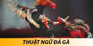 Thuật ngữ đá gà